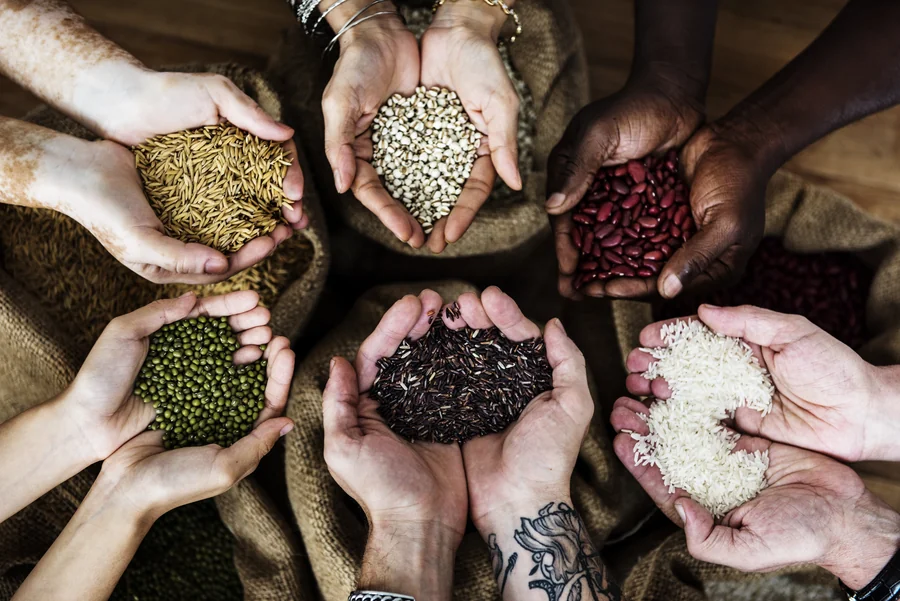Seis pares de manos sosteniendo granos distintos —arroz, frijol, lenteja, cebada y legumbres— sobre sacos de yute